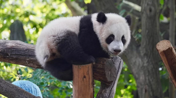 Chengdu Panda