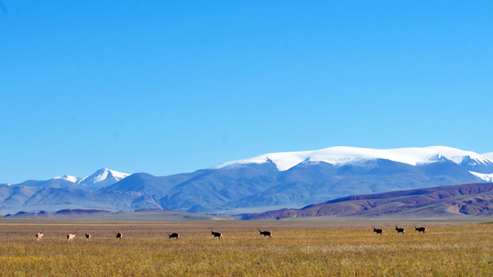 Changthang grassland