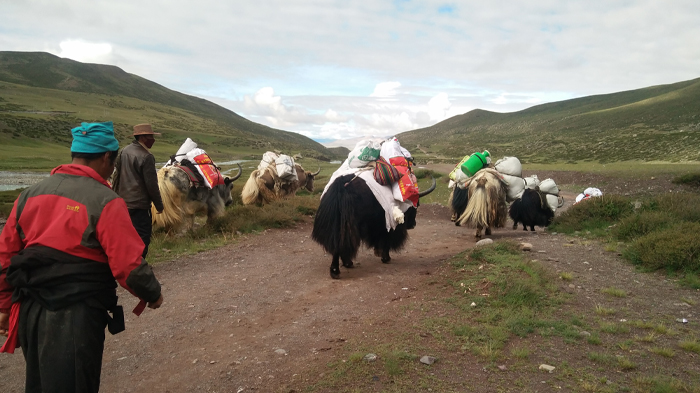 Mount Kailash Porters and Yaks