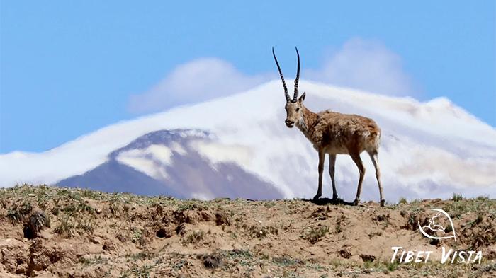 Mt.Kailash Wild Encounters