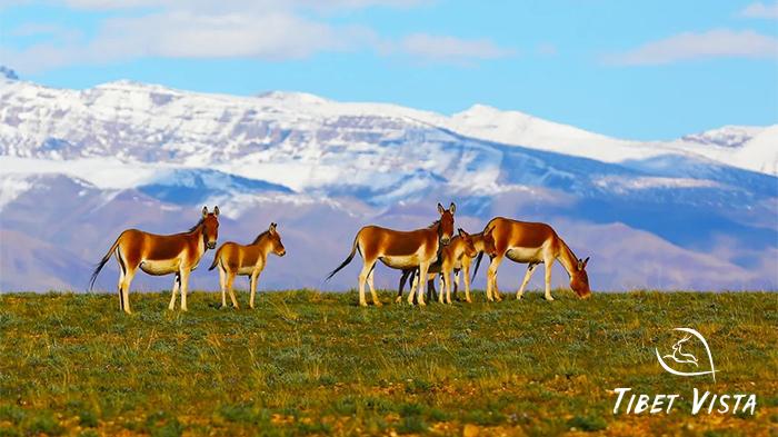 Mt.Kailash Wild Encounters