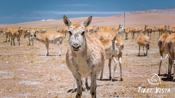 Mt.Kailash Wild Encounters