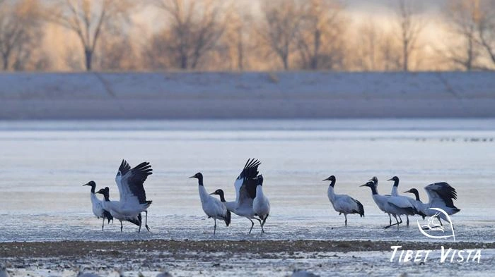 Visit Black-necked Cranes in Lhasa River in winter