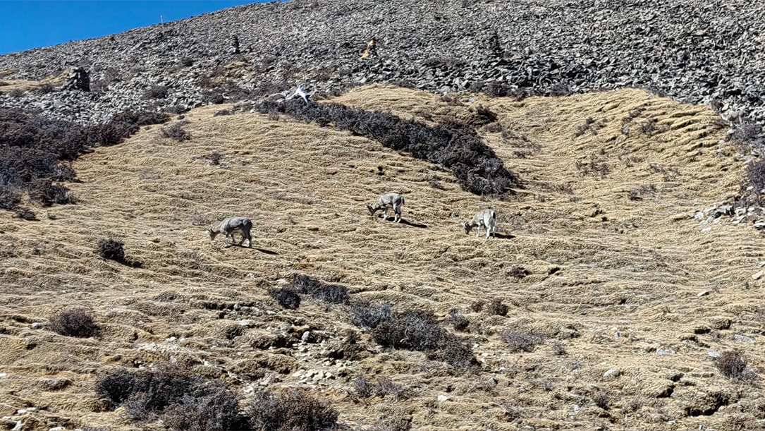 Drigung Tso Day Hike