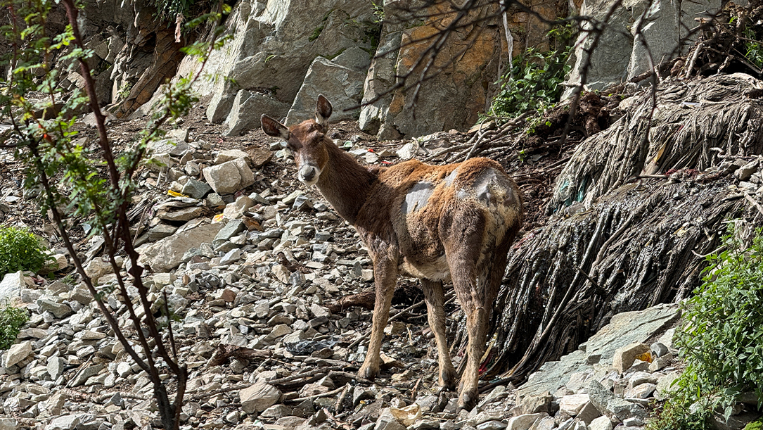 wild deer