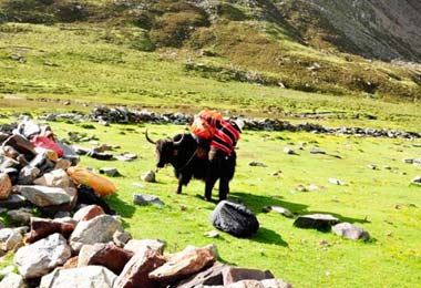 You may meet the yak during your trekking.