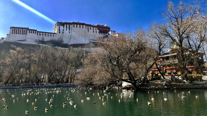 Watch birds in Lhasa