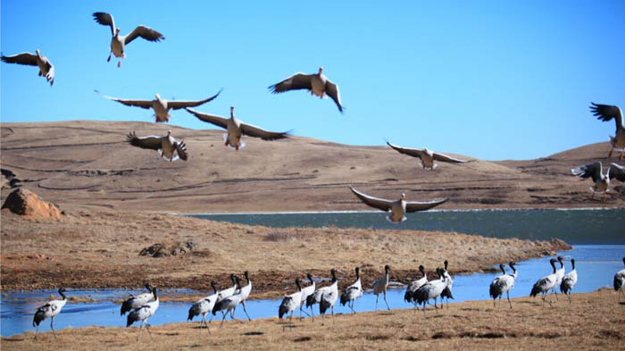 Migratory Birds