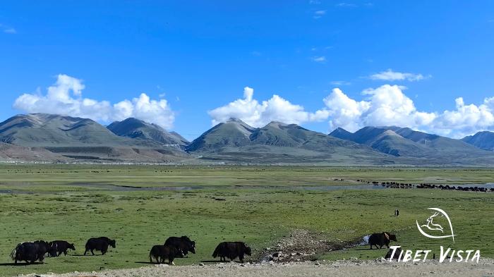 Damxung Grassland in Summer