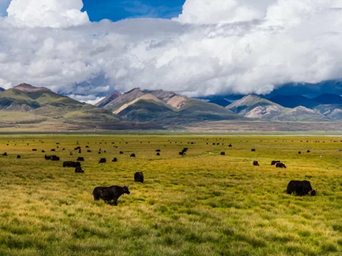 Northern Grassland