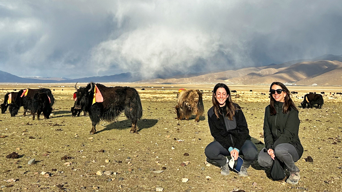met Tibetan yaks around Namtso Lake