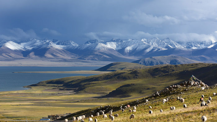 Flock of sheep grazing by Namtso Lake