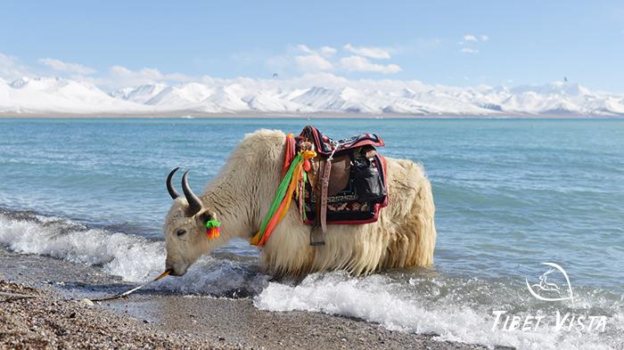 Take Photos with Yaks at Namtso Lake