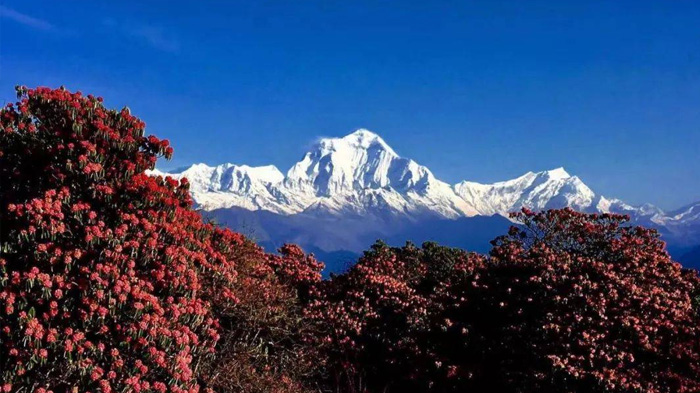 Nepal Rhododendrons in Spring
