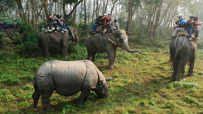 Elephant safari  is the best way to explore the Chitwan park