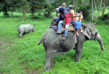 Elephant safari in Chitwan jungle