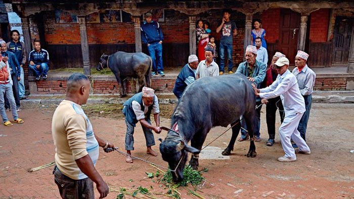 Nepal festival of slaughter