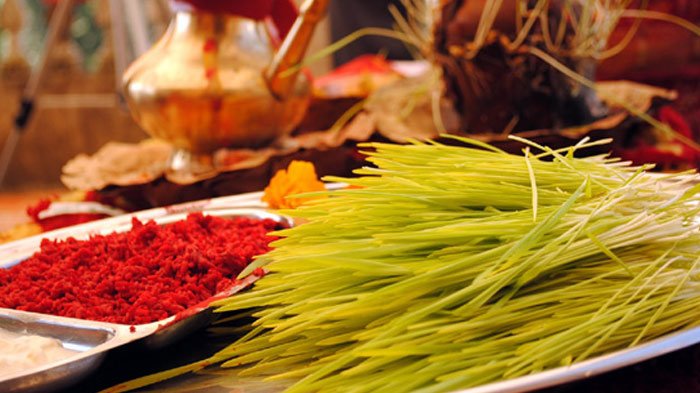 Sacred Jamara in Dashain Festival