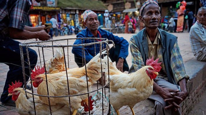 Nepal festival of killing animals