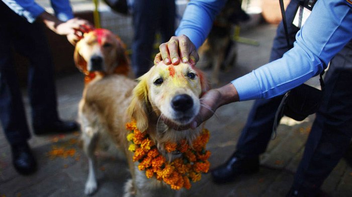 Celebrating dogs on the second day of Tihar