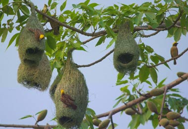 The bird nest in Chitwan National Park. 