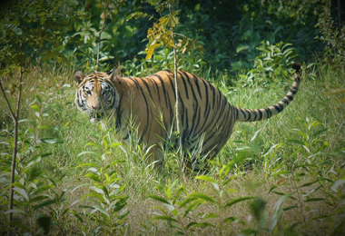 Chitwan's royal Bengal tiger