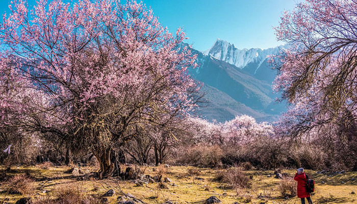 Peach Blossom