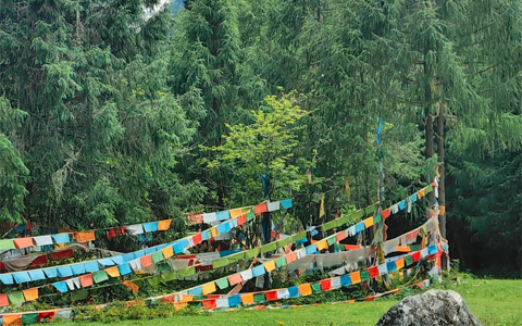 Tibet forest resource survey to be completed