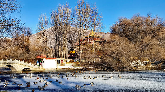 Winter Birds in Zongjiao Lukang Park