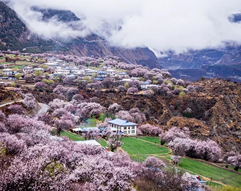 10 Days Nyingchi Peach Blossom Festival Small Group Tour with Everest Base Camp
