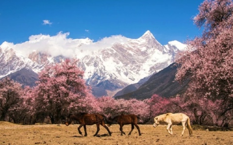 7 Days Chongqing Nyingchi Peach Blossom Tour