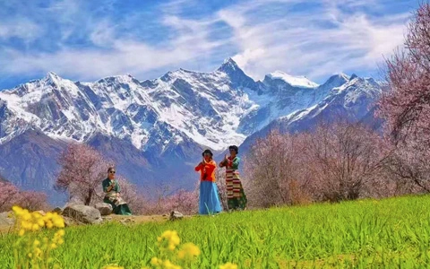 9 Days Nyingchi Peach Blossom Highlights and Lhasa Tour