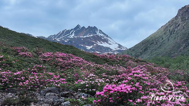 Blooming Azalea
