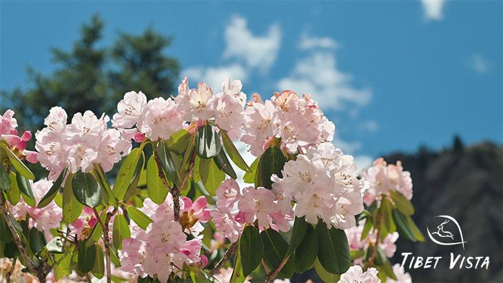 Blooming Azalea