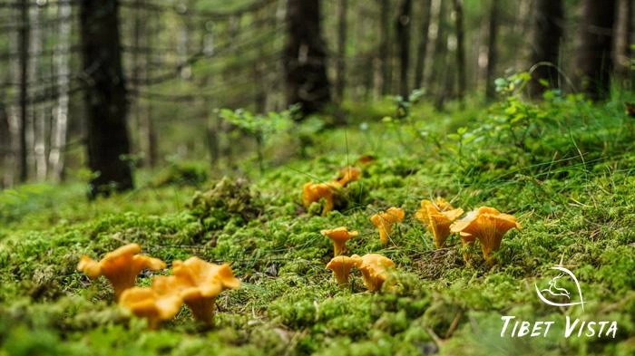 Chanterelles found in the forests in Nyingchi