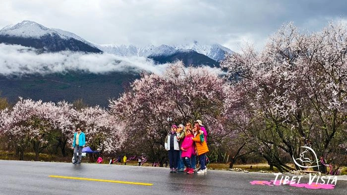 the sprawling peach blossoms in Bomi