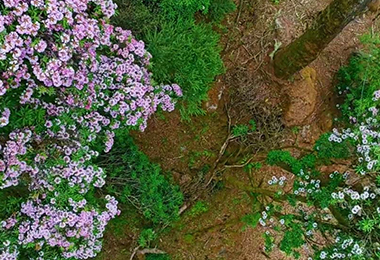 Vibrant rhododendrons blooming gracefully in a serene forest.