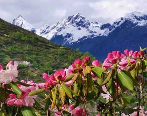 5-Day Nyingchi Azalea Blossom Tour: Fill Your Heart with Blooming Flowers, stunning Blue Laigu Glacier, and serene Ranwu Lake 