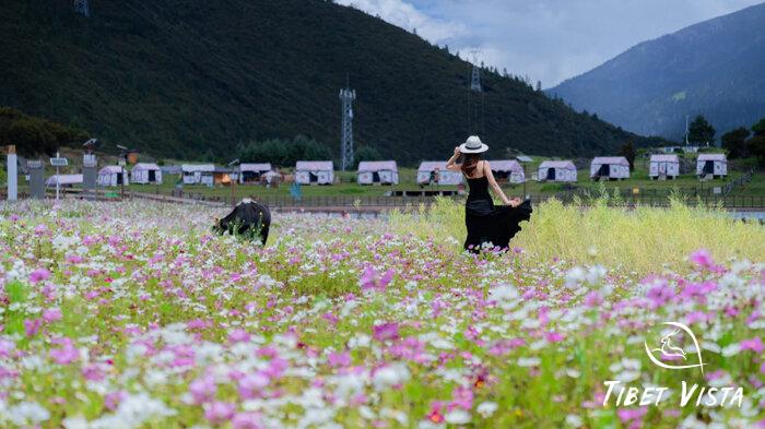lulang sea of flowers ranch
