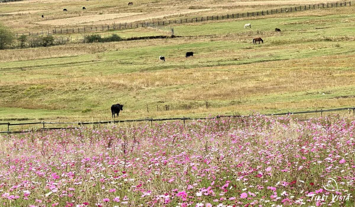 Lulang sea of flowers ranch