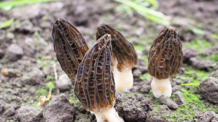 Morchella Esculenta