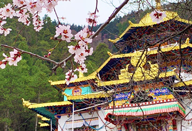 Beautiful peach blossom outside Lamaling Monastery