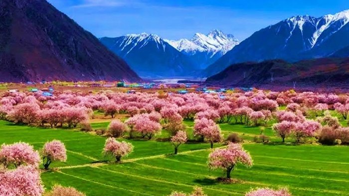 Nyingchi Peach Blossom Festival