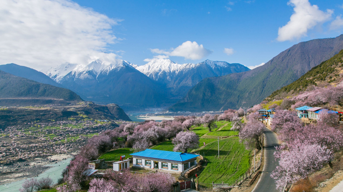 Nyingchi Peach Blossom Festival