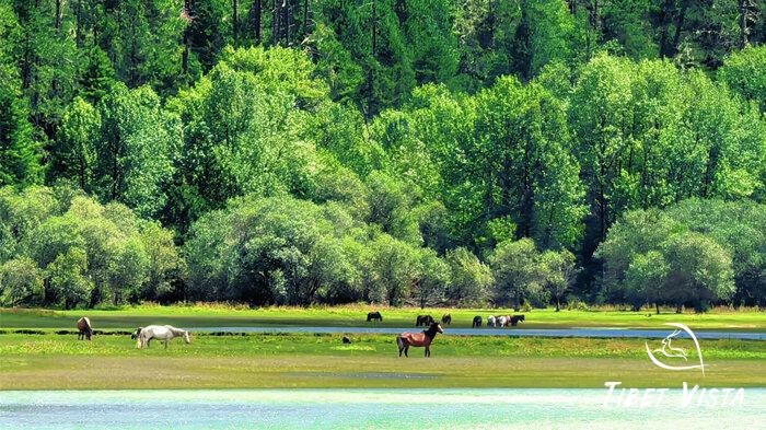 Nyingchi Summer Landscape