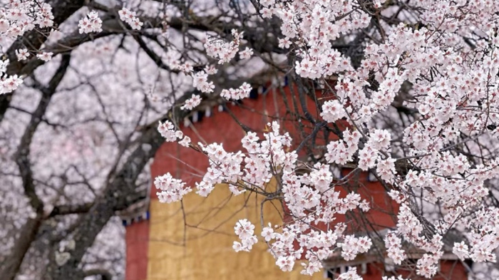 Nyingchi Peach Blossom Festival