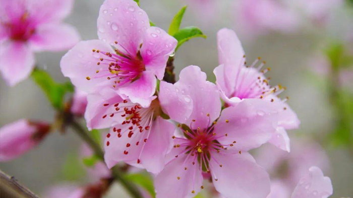 Nyingchi Peach Blossom Festival