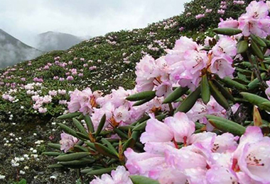 Witness the endless sea of delightful Rhododendrons.