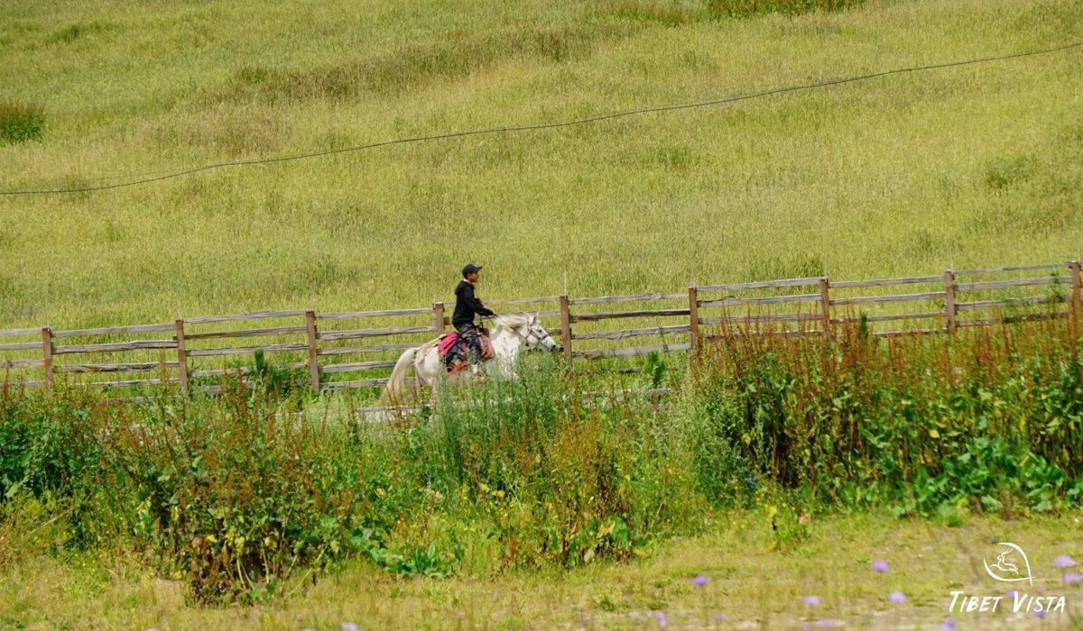 Tashigang horse riding
