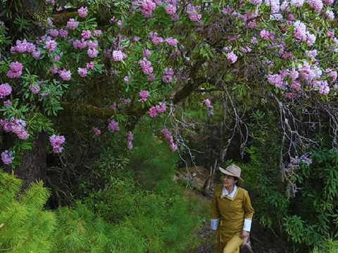 Azalea bloom in Nyingchi & Bomi valleys